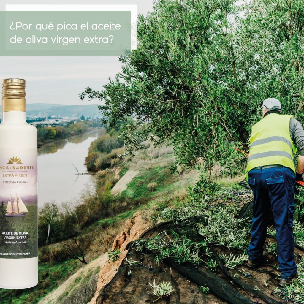 Picor del aceite de oliva