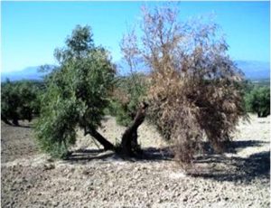 Verticilosis (Verticillium dahliae) olivo
