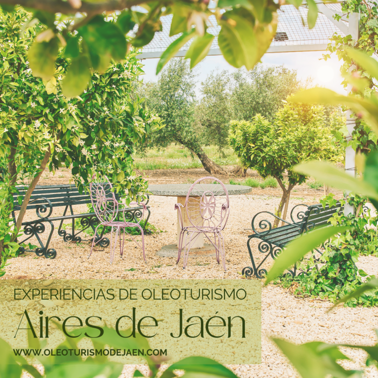 experiencia de oleoturismo en Jaén