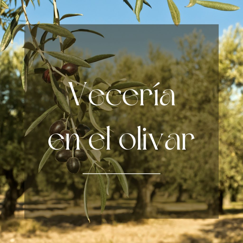 características del olivo