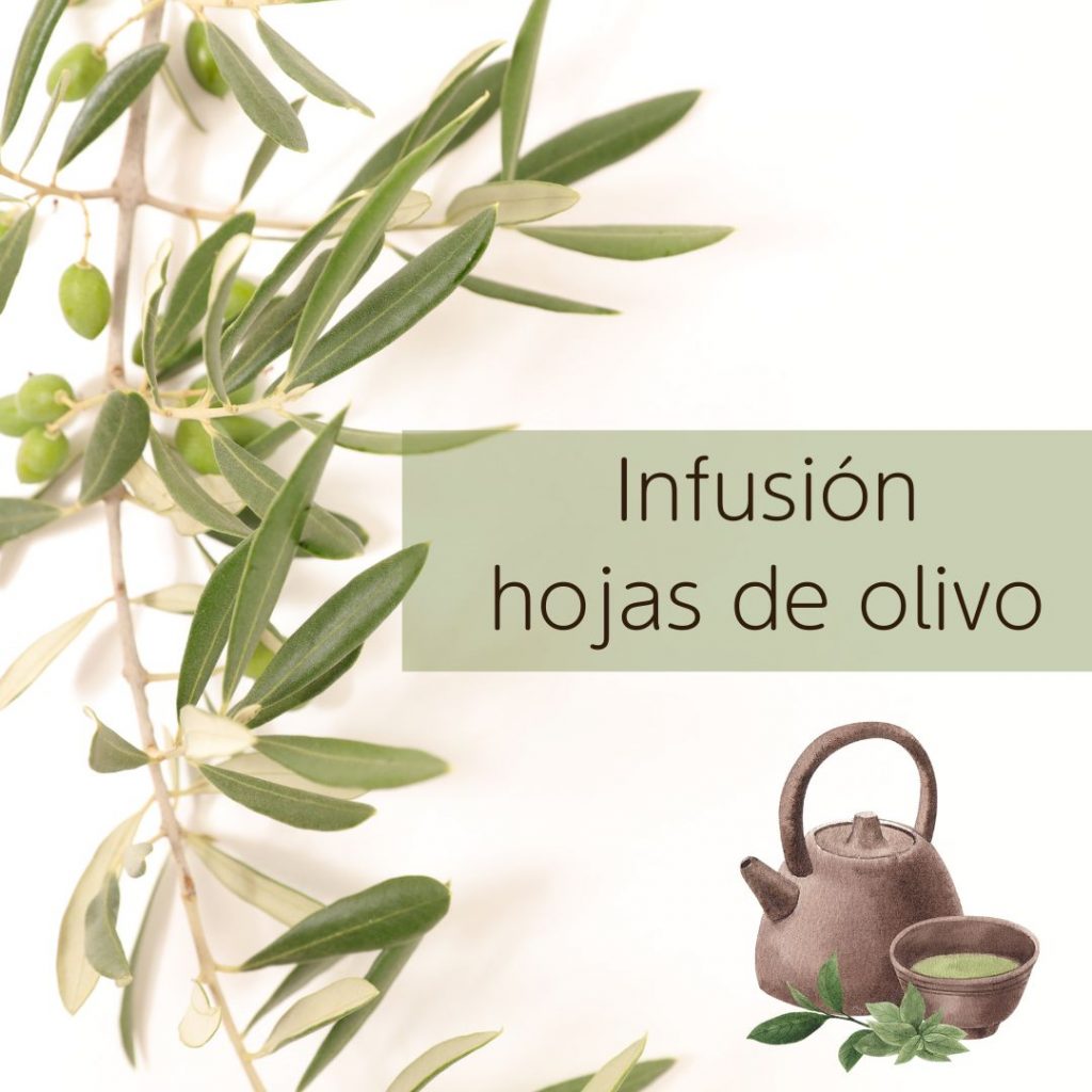 beneficios hojas de olivo infusion