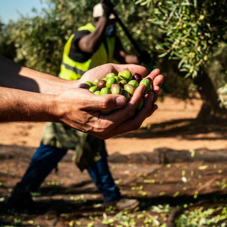campaña aceituna jaen, aires de jaen, recoleccion aceituna, aove temprano, olivar