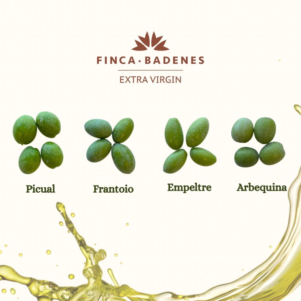 fruto aceituna, aove, variedades olivo, aires de jaen, aceite de jaen