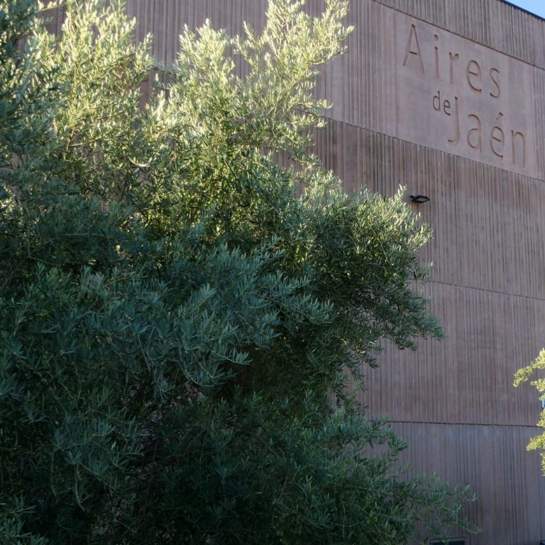 dia mundial del olivo, aires de jaen, finca badenes, olivar, jaen capital mundial del aceite de oliva, igp, aove