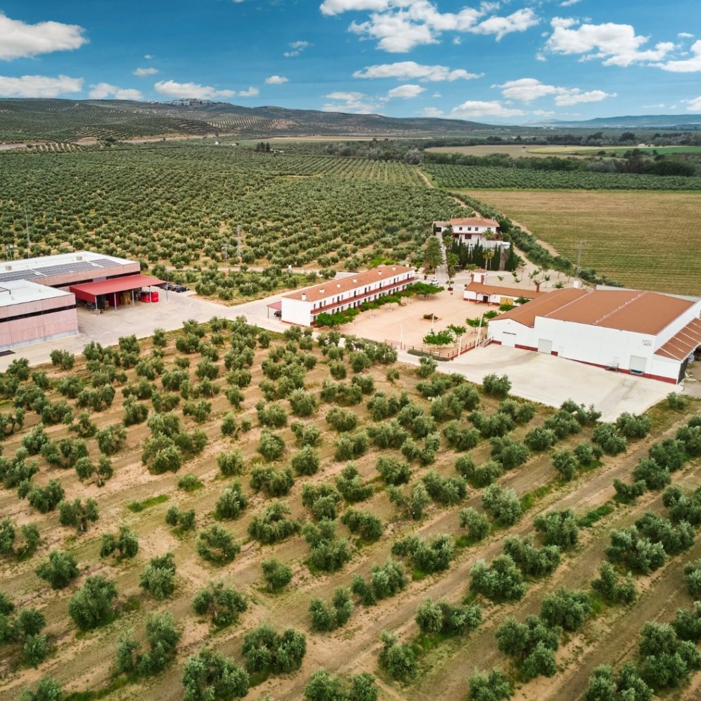 mar de olivos, jaen capital mundia aceite de oliva, oleoturismo, oleoturismo jaen, aires de jaen, finca badenes, aove, evoo