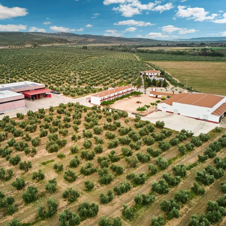 mar de olivos, jaen capital mundia aceite de oliva, oleoturismo, oleoturismo jaen, aires de jaen, finca badenes, aove, evoo