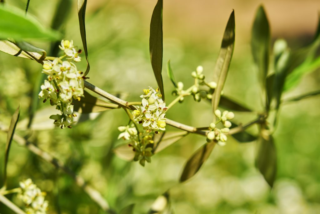 floracion olivo, polen, aceite de jaen, aires de jaen, finca badenes, primavera