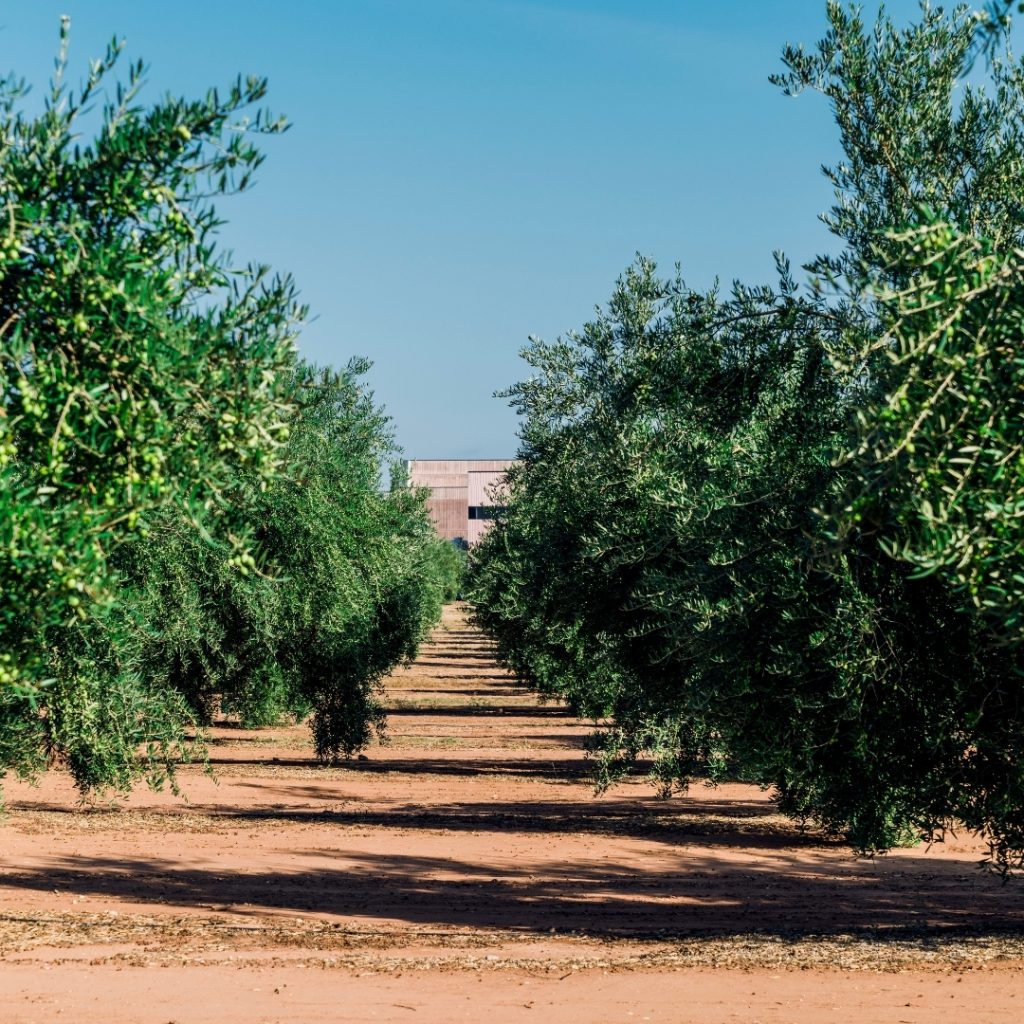 dia mundial de la agricultura, aove, aires de jaen, finca badenes, oleoturismo jaen, aceite de jaen, igp, sostenibilidad, economía circular, agricultura jaen